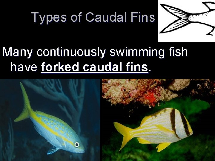 Types of Caudal Fins Many continuously swimming fish have forked caudal fins. 
