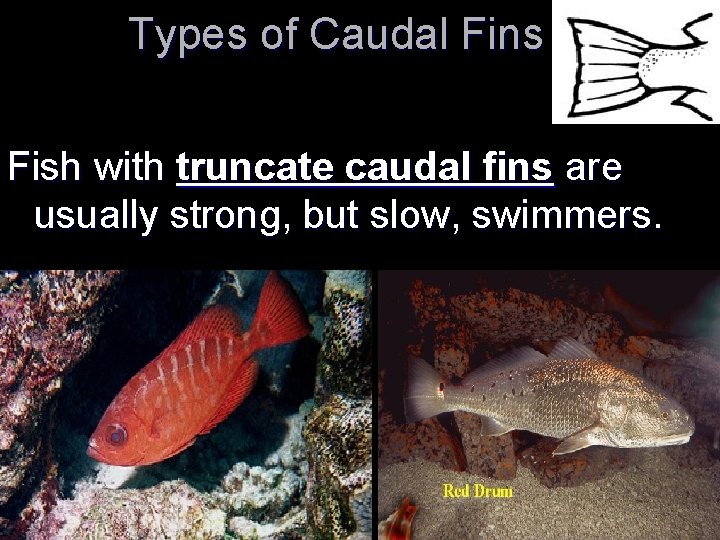 Types of Caudal Fins Fish with truncate caudal fins are usually strong, but slow,