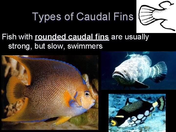 Types of Caudal Fins Fish with rounded caudal fins are usually strong, but slow,