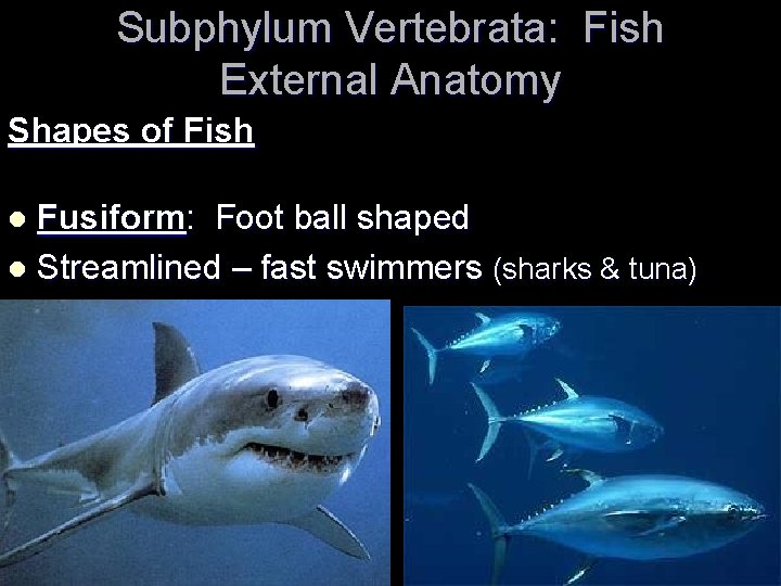 Subphylum Vertebrata: Fish External Anatomy Shapes of Fish Fusiform: Foot ball shaped l Streamlined
