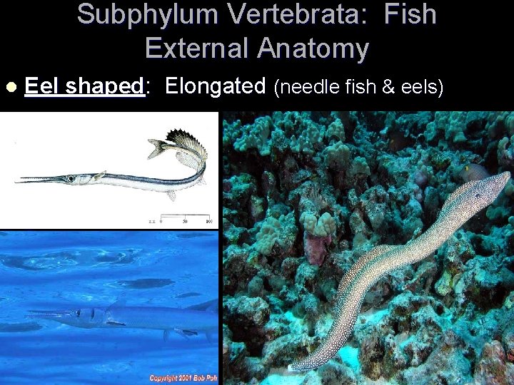 Subphylum Vertebrata: Fish External Anatomy l Eel shaped: Elongated (needle fish & eels) 