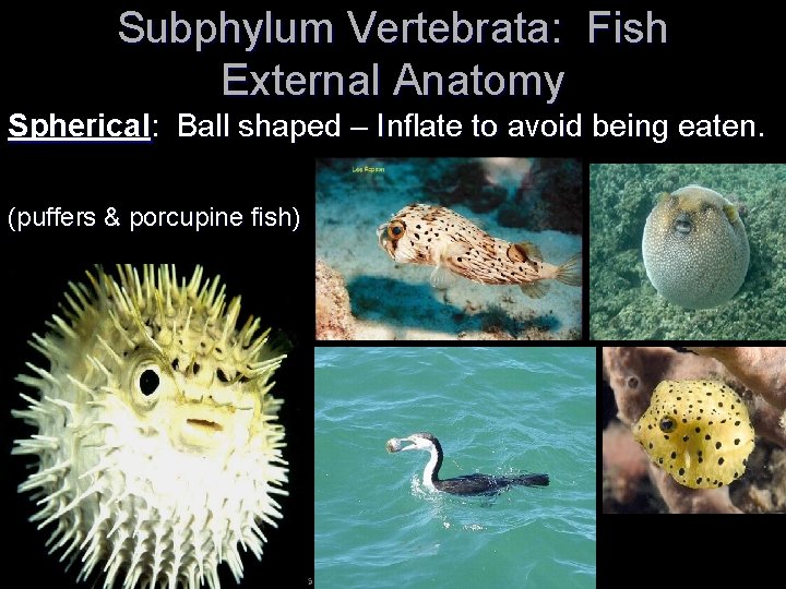 Subphylum Vertebrata: Fish External Anatomy Spherical: Ball shaped – Inflate to avoid being eaten.