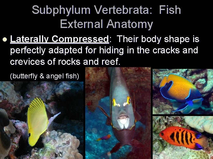 Subphylum Vertebrata: Fish External Anatomy Laterally Compressed: Their body shape is perfectly adapted for