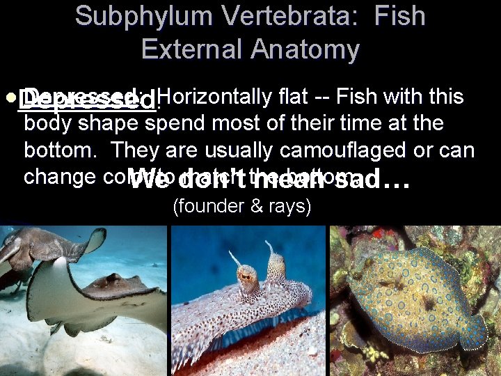 Subphylum Vertebrata: Fish External Anatomy l. Depressed: Horizontally flat -- Fish with this :