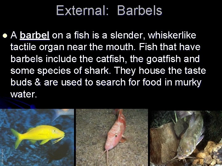 External: Barbels l A barbel on a fish is a slender, whiskerlike tactile organ