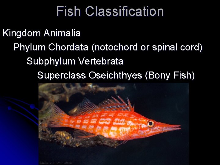 Fish Classification Kingdom Animalia Phylum Chordata (notochord or spinal cord) Subphylum Vertebrata Superclass Oseichthyes