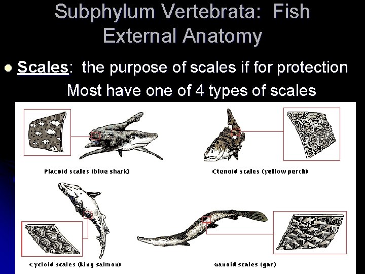 Subphylum Vertebrata: Fish External Anatomy Scales: the purpose of scales if for protection Most
