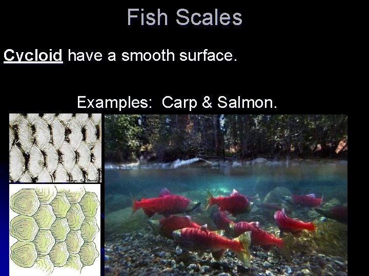 Fish Scales Cycloid have a smooth surface. Examples: Carp & Salmon. 