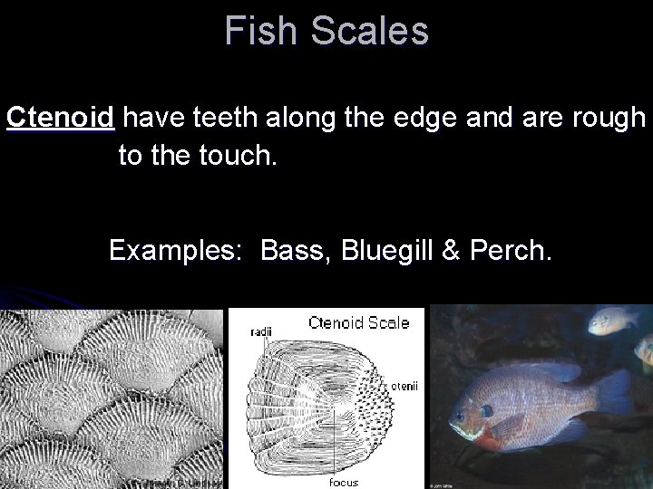 Fish Scales Ctenoid have teeth along the edge and are rough to the touch.
