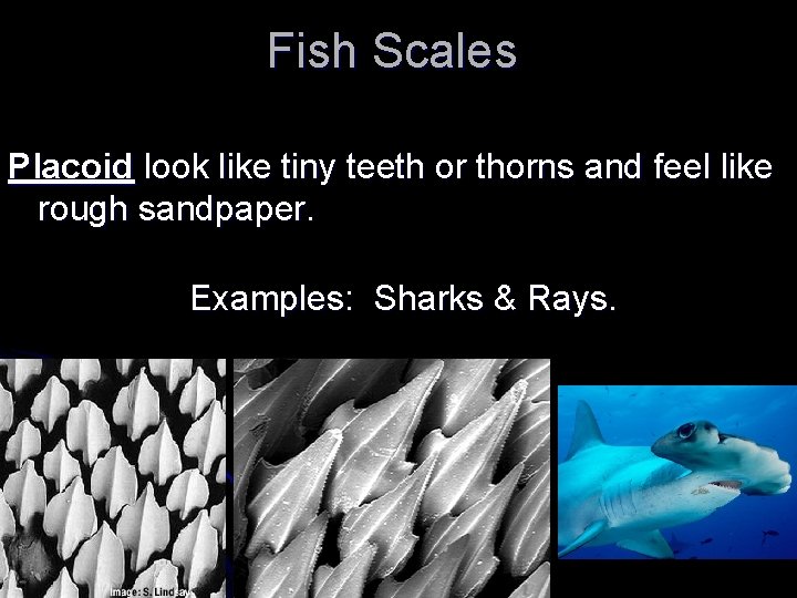 Fish Scales Placoid look like tiny teeth or thorns and feel like rough sandpaper.