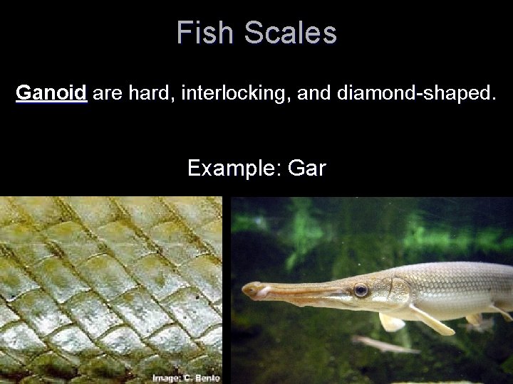 Fish Scales Ganoid are hard, interlocking, and diamond-shaped. Example: Gar 
