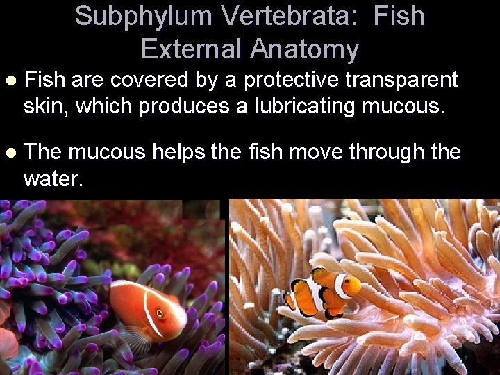 Subphylum Vertebrata: Fish External Anatomy l Fish are covered by a protective transparent skin,