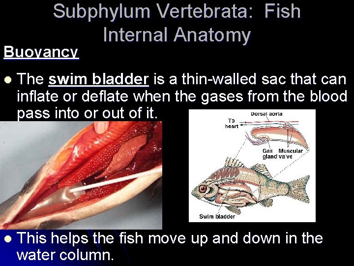 Subphylum Vertebrata: Fish Internal Anatomy Buoyancy l The swim bladder is a thin-walled sac