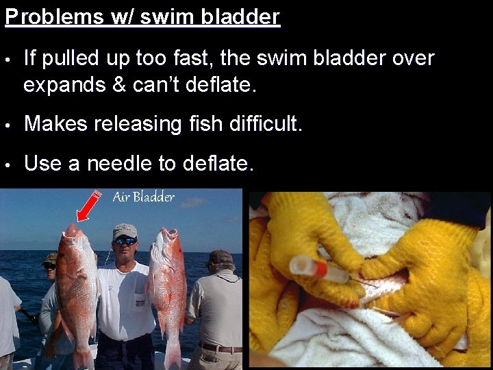 Problems w/ swim bladder • If pulled up too fast, the swim bladder over