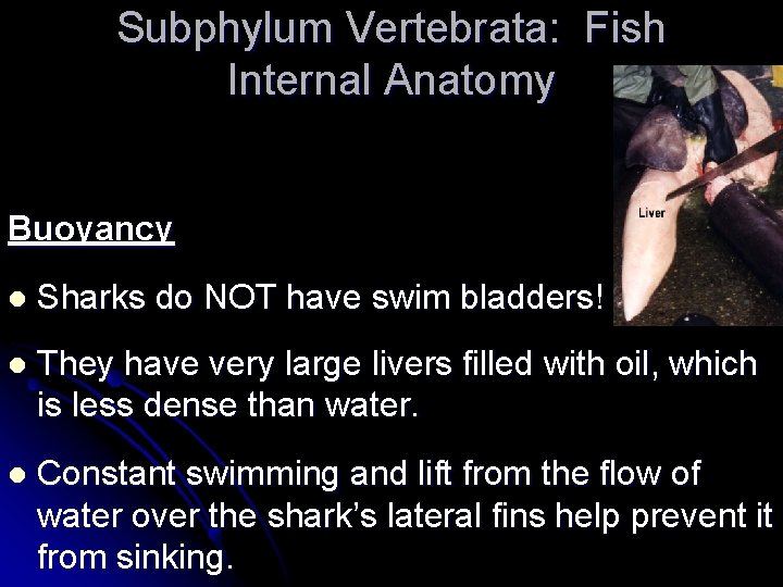Subphylum Vertebrata: Fish Internal Anatomy Buoyancy l Sharks do NOT have swim bladders! l