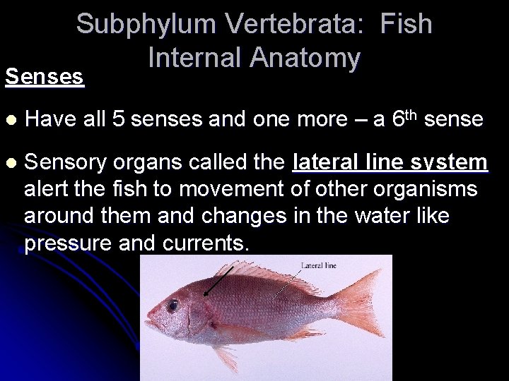Subphylum Vertebrata: Fish Internal Anatomy Senses l Have all 5 senses and one more