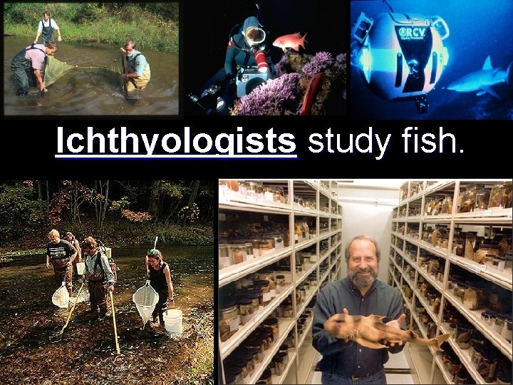Ichthyologists study fish. 