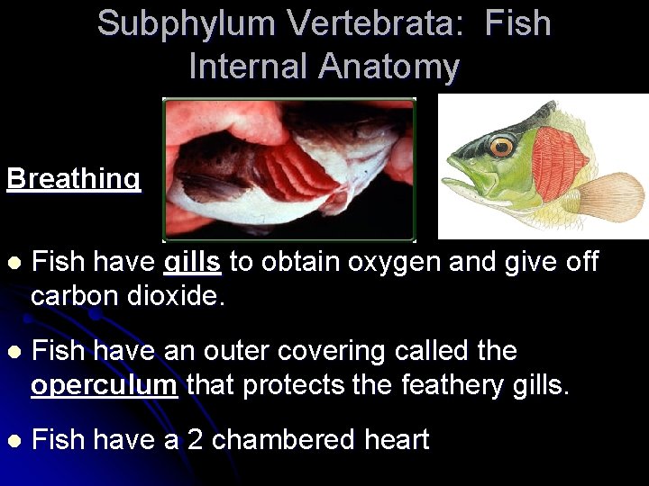 Subphylum Vertebrata: Fish Internal Anatomy Breathing l Fish have gills to obtain oxygen and