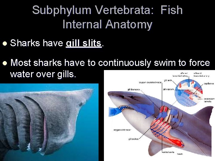 Subphylum Vertebrata: Fish Internal Anatomy l Sharks have gill slits. l Most sharks have