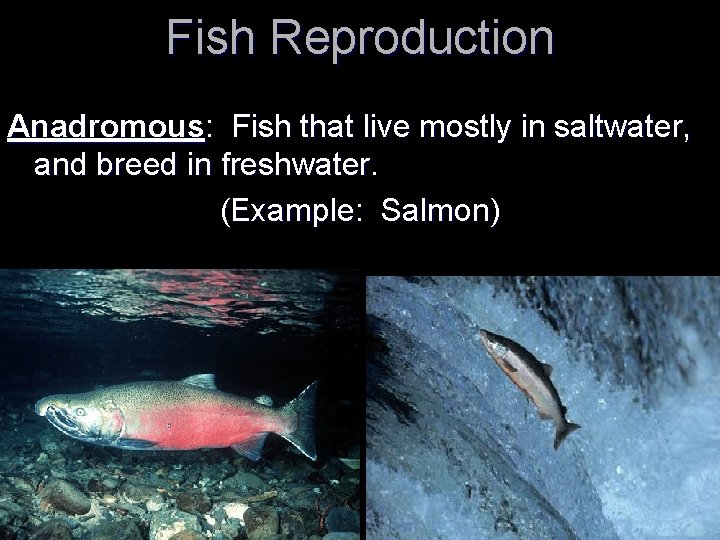 Fish Reproduction Anadromous: Fish that live mostly in saltwater, and breed in freshwater. (Example: