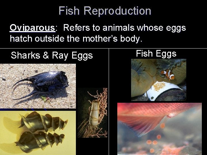  Fish Reproduction Oviparous: Refers to animals whose eggs hatch outside the mother’s body.