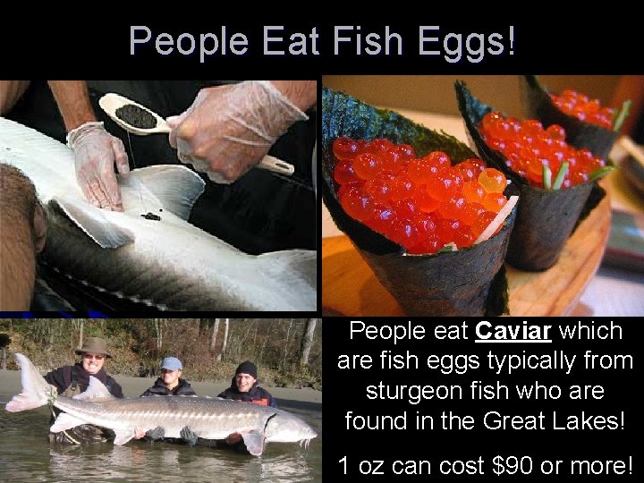 People Eat Fish Eggs! People eat Caviar which are fish eggs typically from sturgeon