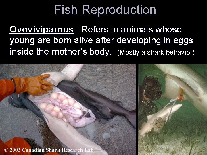  Fish Reproduction Ovoviviparous: Refers to animals whose young are born alive after developing