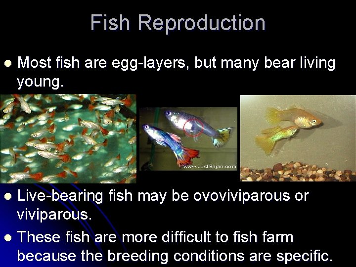 Fish Reproduction l Most fish are egg-layers, but many bear living young. Live-bearing fish