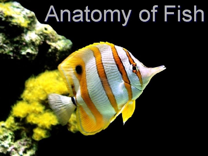 Anatomy of Fish 