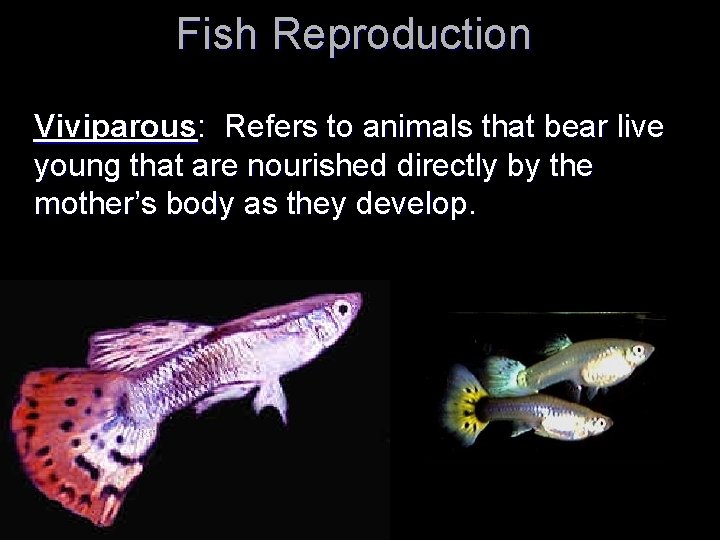 Fish Reproduction Viviparous: Refers to animals that bear live young that are nourished directly