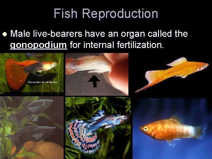 Fish Reproduction l Male live-bearers have an organ called the gonopodium for internal fertilization.