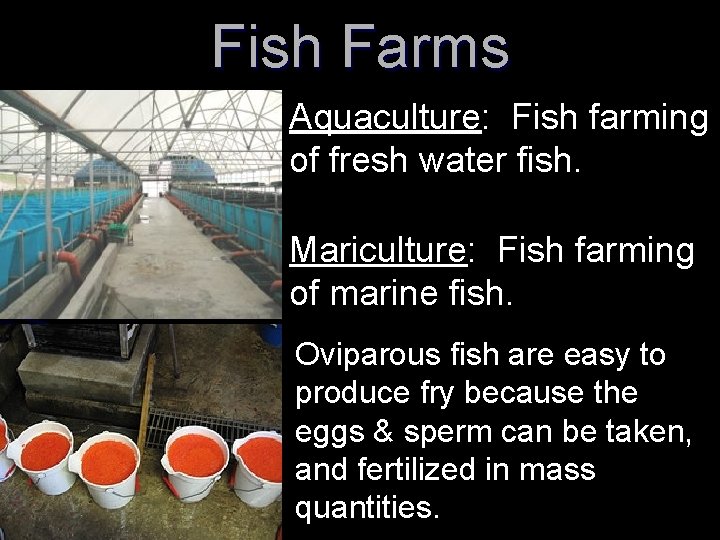 Fish Farms Aquaculture: Fish farming of fresh water fish. Mariculture: Fish farming of marine