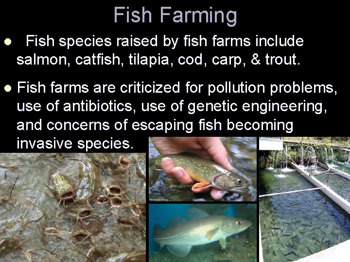 Fish Farming l Fish species raised by fish farms include salmon, catfish, tilapia, cod,