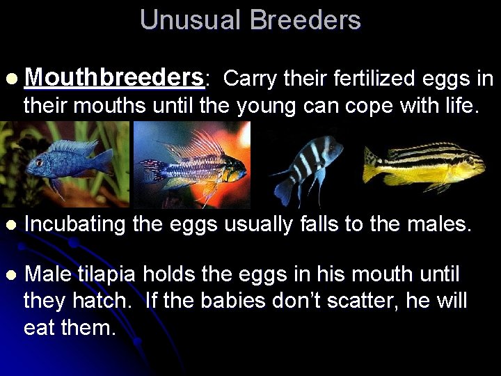 Unusual Breeders l Mouthbreeders: Carry their fertilized eggs in their mouths until the young