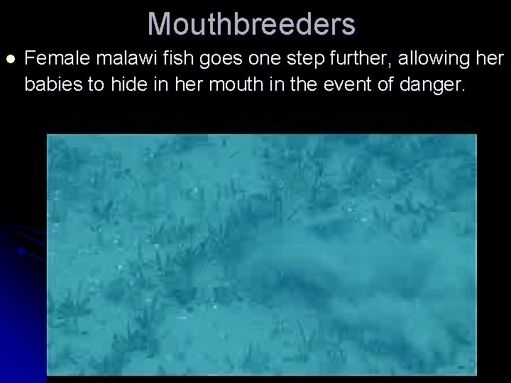 Mouthbreeders l Female malawi fish goes one step further, allowing her babies to hide