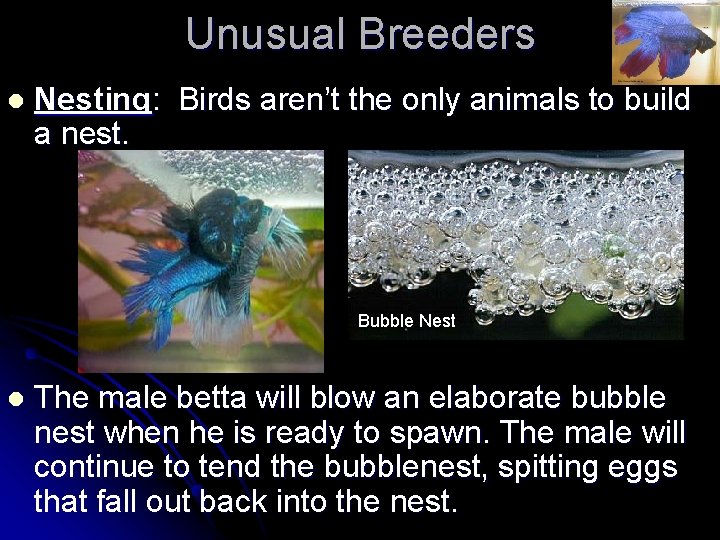 Unusual Breeders l Nesting: Birds aren’t the only animals to build a nest. Bubble