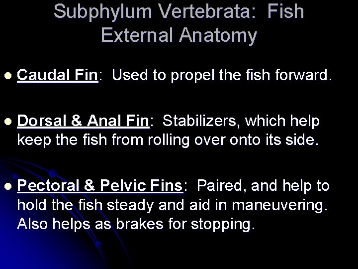 Subphylum Vertebrata: Fish External Anatomy l Caudal Fin: Used to propel the fish forward.