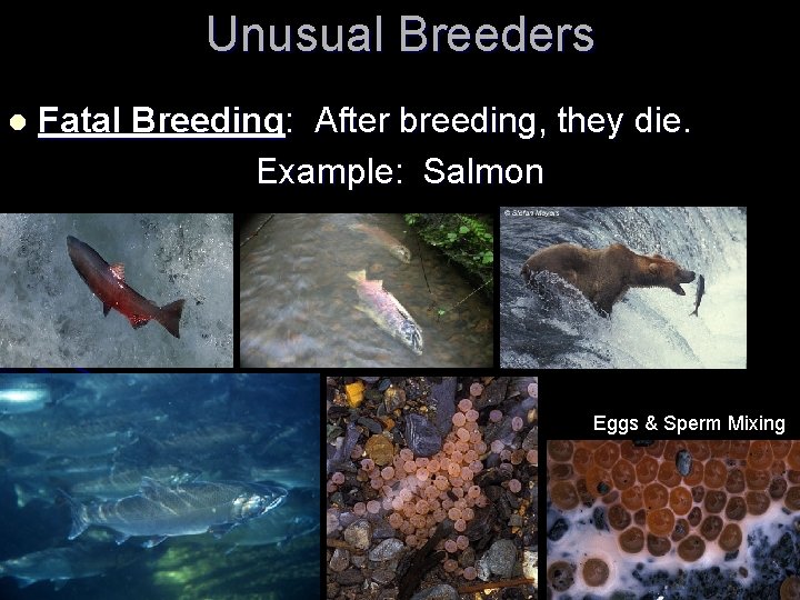 Unusual Breeders l Fatal Breeding: After breeding, they die. Example: Salmon Eggs & Sperm