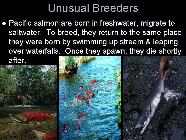 Unusual Breeders l Pacific salmon are born in freshwater, migrate to saltwater. To breed,