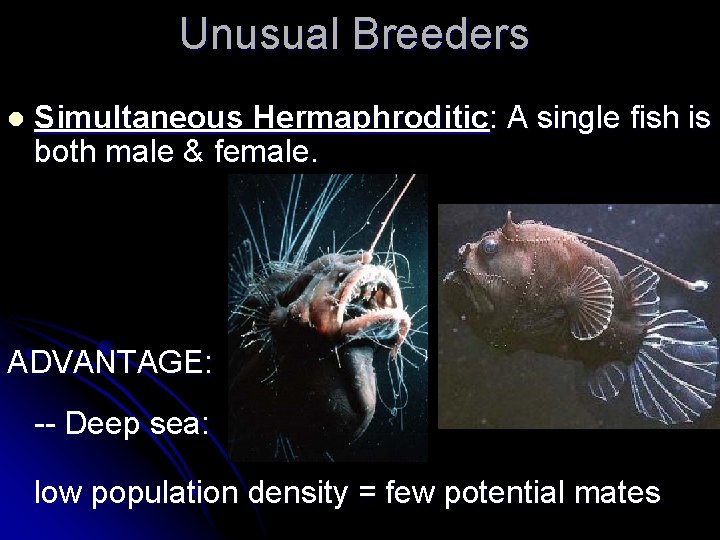 Unusual Breeders l Simultaneous Hermaphroditic: A single fish is both male & female. ADVANTAGE: