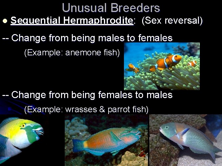 Unusual Breeders l Sequential Hermaphrodite: (Sex reversal) -- Change from being males to females