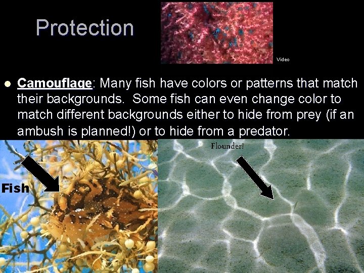 Protection Video l Camouflage: Many fish have colors or patterns that match their backgrounds.