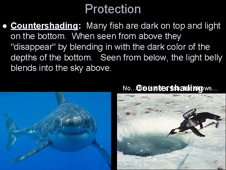 Protection l Countershading: Many fish are dark on top and light on the bottom.
