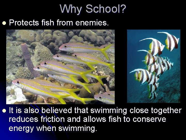 Why School? l Protects fish from enemies. l It is also believed that swimming