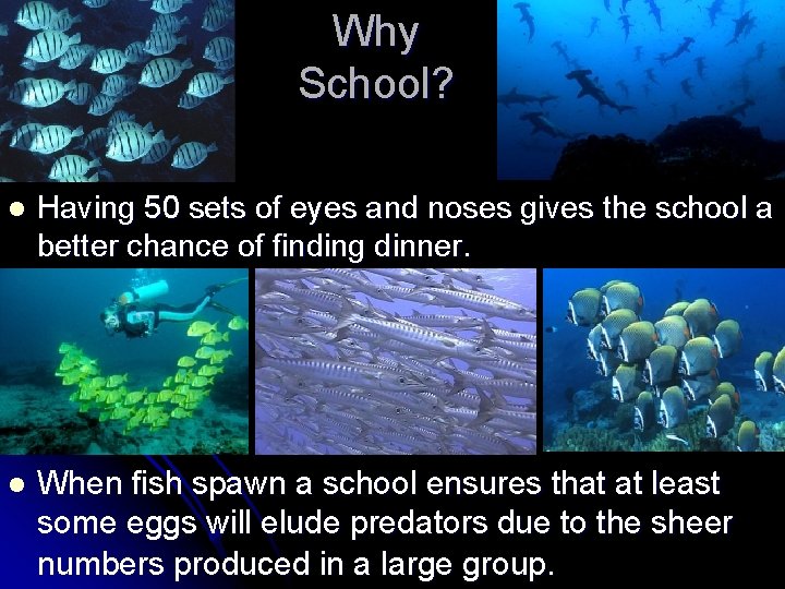Why School? l Having 50 sets of eyes and noses gives the school a