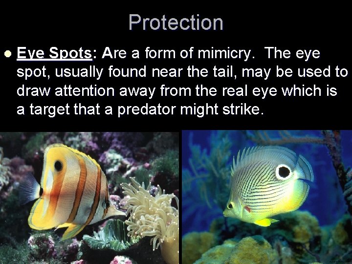 Protection l Eye Spots: Are a form of mimicry. The eye spot, usually found