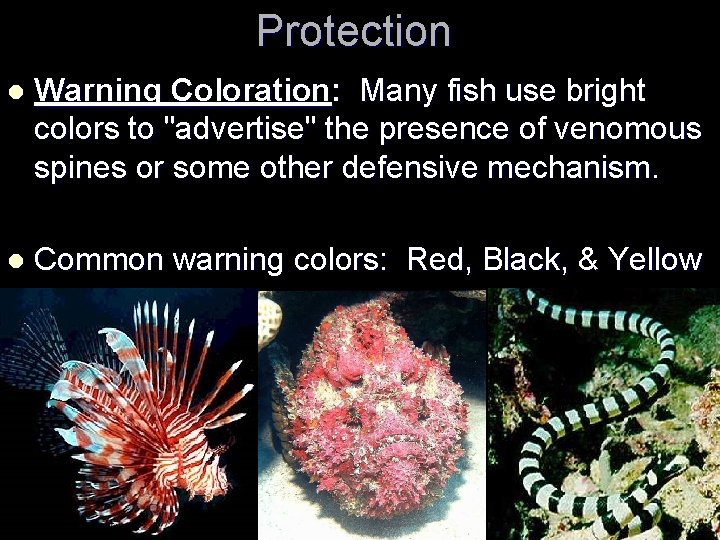 Protection l Warning Coloration: Many fish use bright colors to "advertise" the presence of