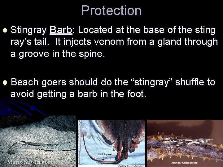Protection l Stingray Barb: Located at the base of the sting ray’s tail. It