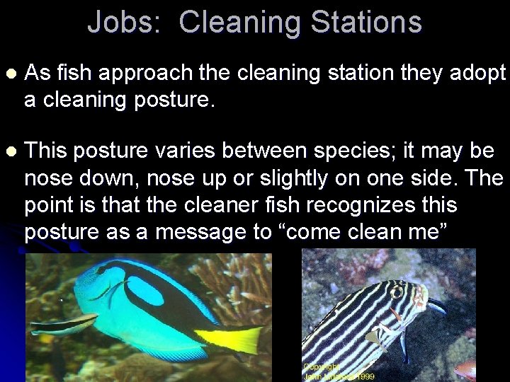 Jobs: Cleaning Stations l As fish approach the cleaning station they adopt a cleaning