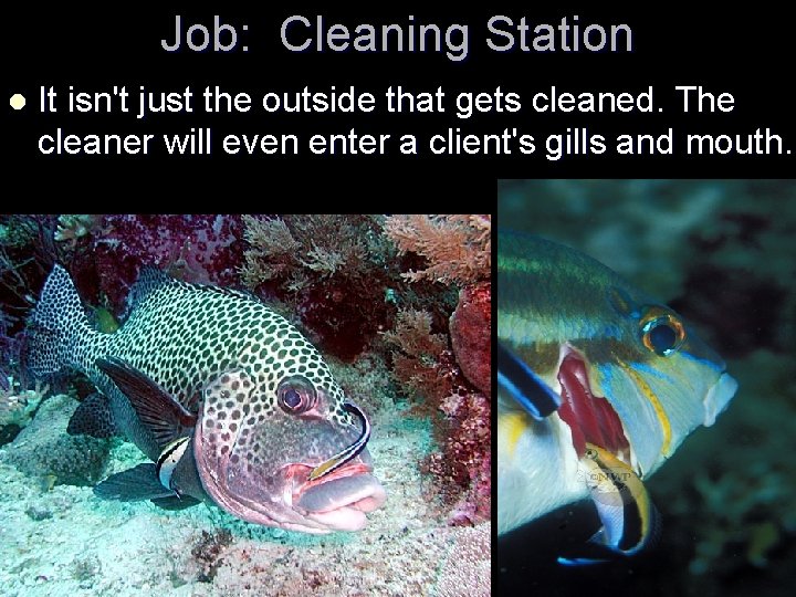 Job: Cleaning Station l It isn't just the outside that gets cleaned. The cleaner